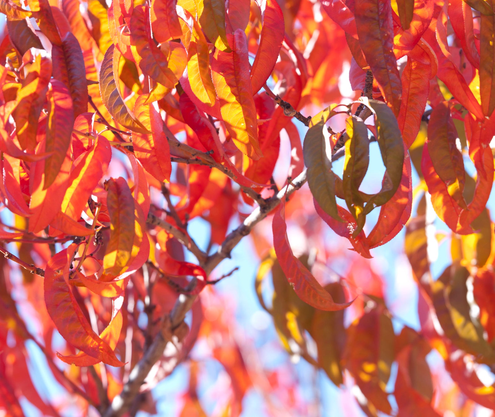 <I>Early Charlotte (Peach Tree)</I><br>Mendocino, California, 2015<br><br>GC0405