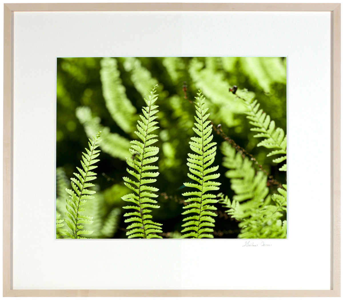 <I>Fern Canyon</I><br>Humboldt, California, 2015<br><br>GC0406