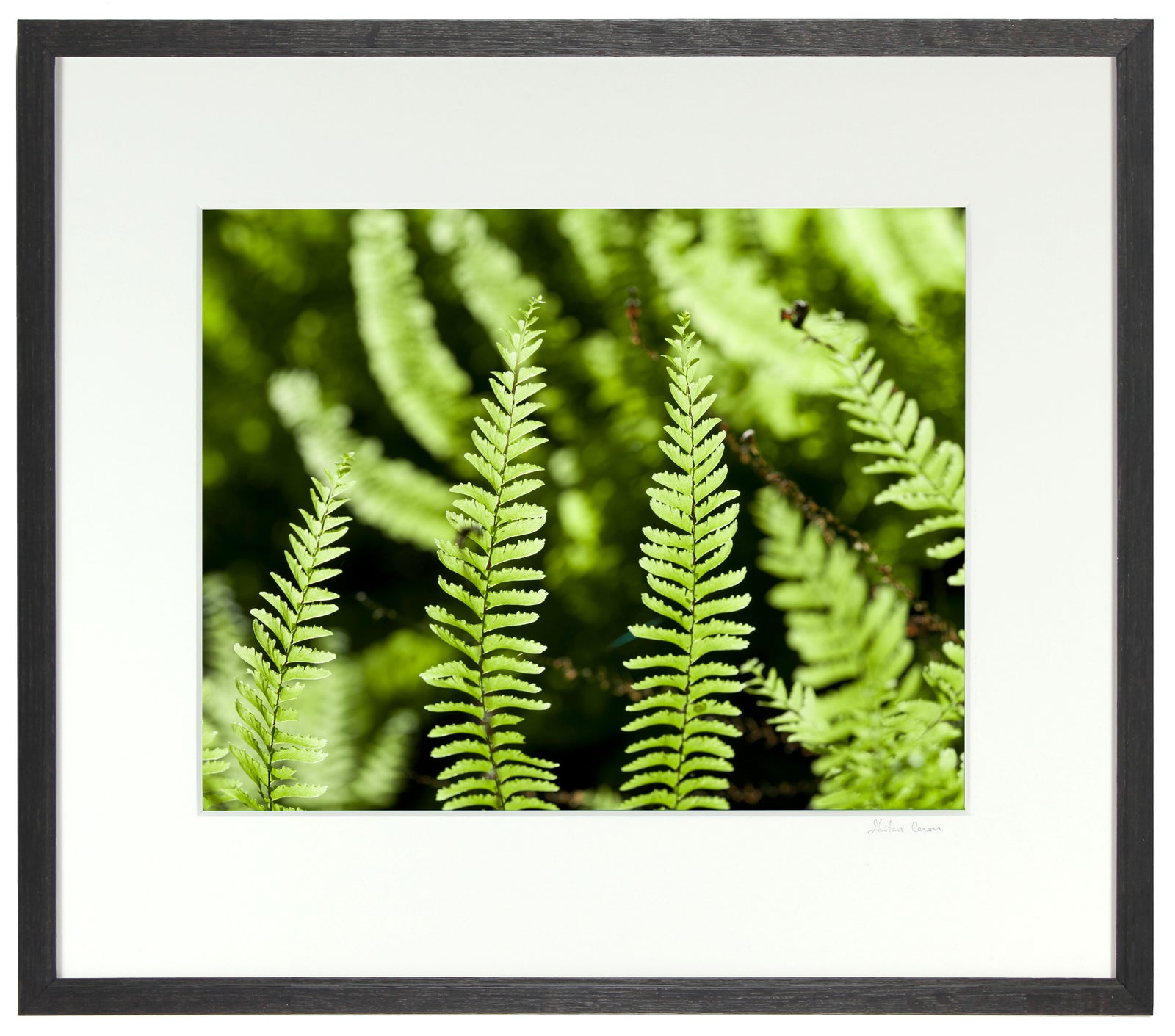 <I>Fern Canyon</I><br>Humboldt, California, 2015<br><br>GC0406