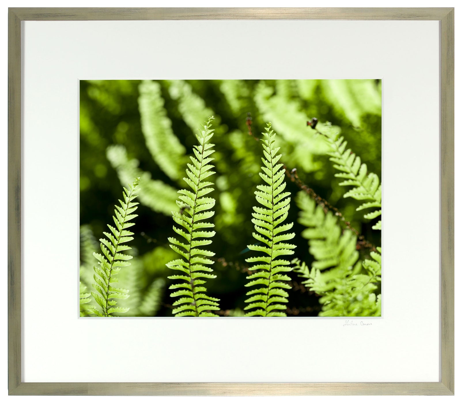 <I>Fern Canyon</I><br>Humboldt, California, 2015<br><br>GC0406