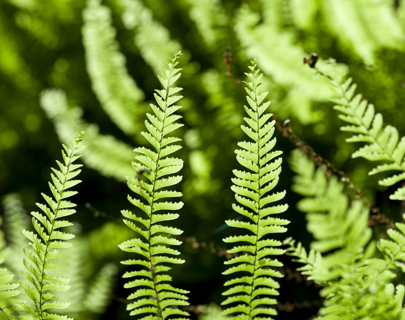 <I>Fern Canyon</I><br>Humboldt, California, 2015<br><br>GC0406