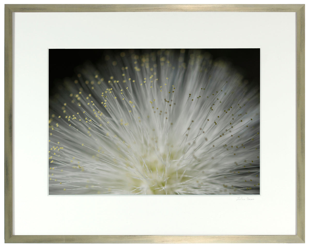 <I>Tropical Stars</I><br>Big Island, Hawaii, 2015<br><br>GC0409