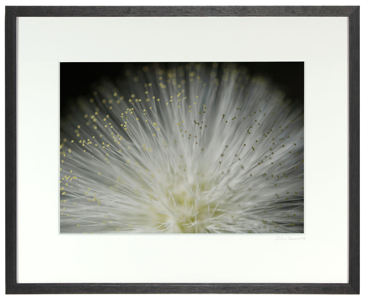 <I>Tropical Stars</I><br>Big Island, Hawaii, 2015<br><br>GC0409