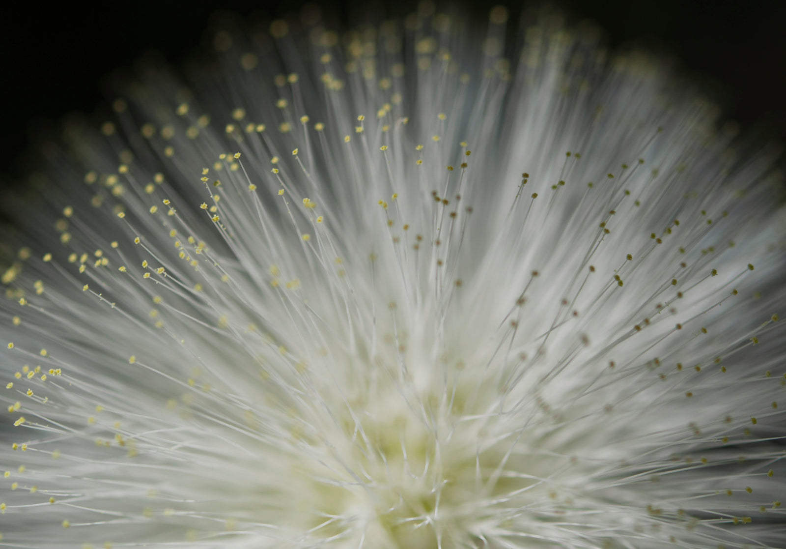 <I>Tropical Stars</I><br>Big Island, Hawaii, 2015<br><br>GC0409