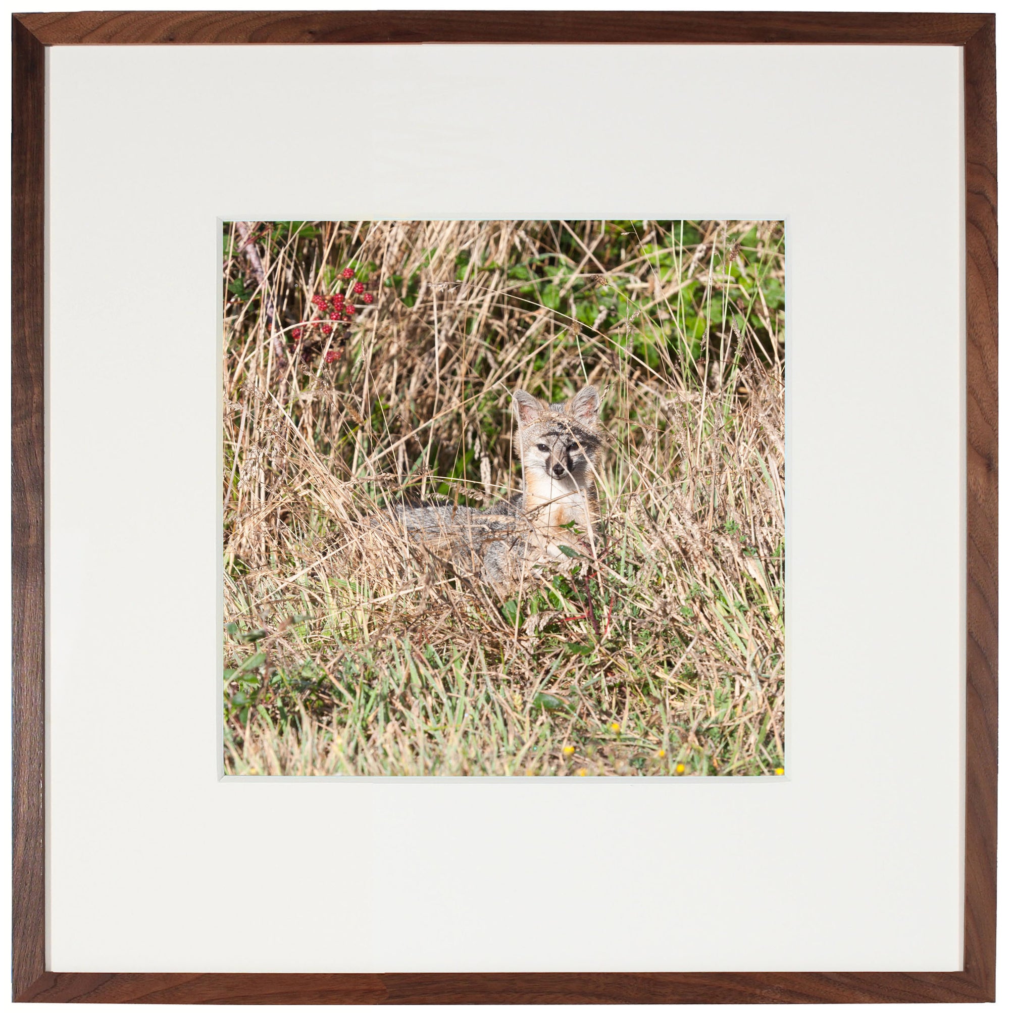 <I>California Grey Fox</I><br>Mendocino Coast, California, 2010<br><br>GC0410