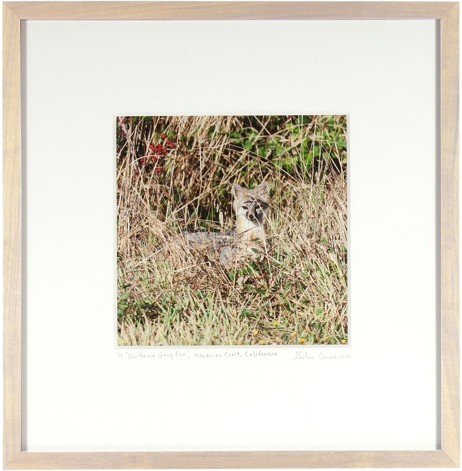 <I>California Grey Fox</I><br>Mendocino Coast, California, 2010<br><br>GC0410