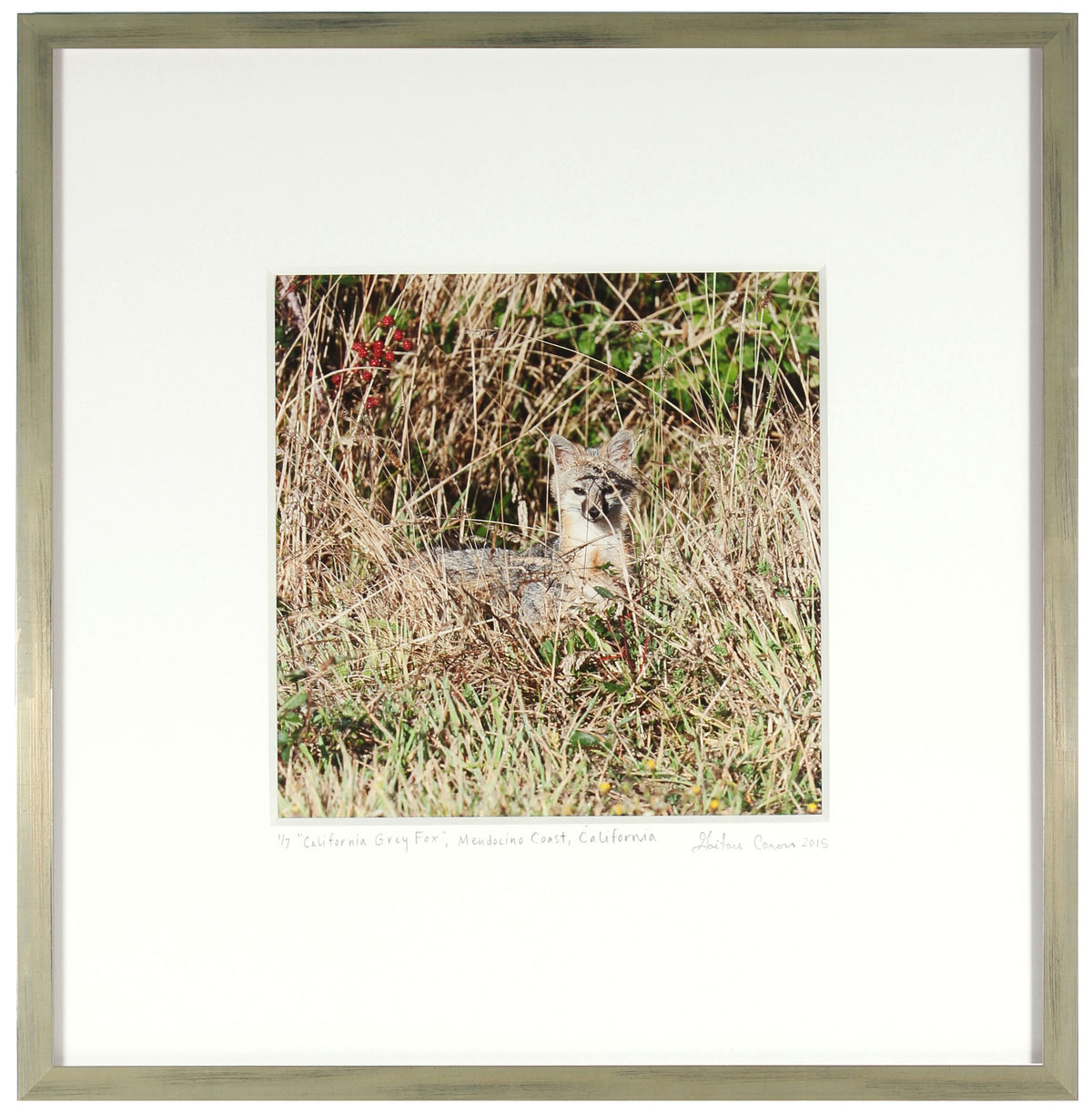 <I>California Grey Fox</I><br>Mendocino Coast, California, 2010<br><br>GC0410