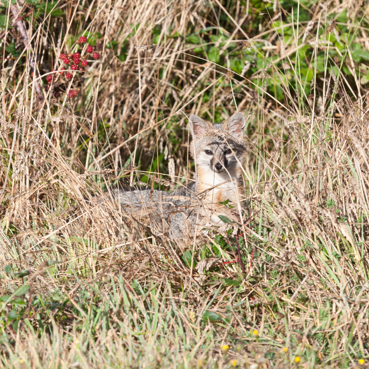 &lt;I&gt;California Grey Fox&lt;/I&gt;&lt;br&gt;Mendocino Coast, California, 2010&lt;br&gt;&lt;br&gt;GC0410