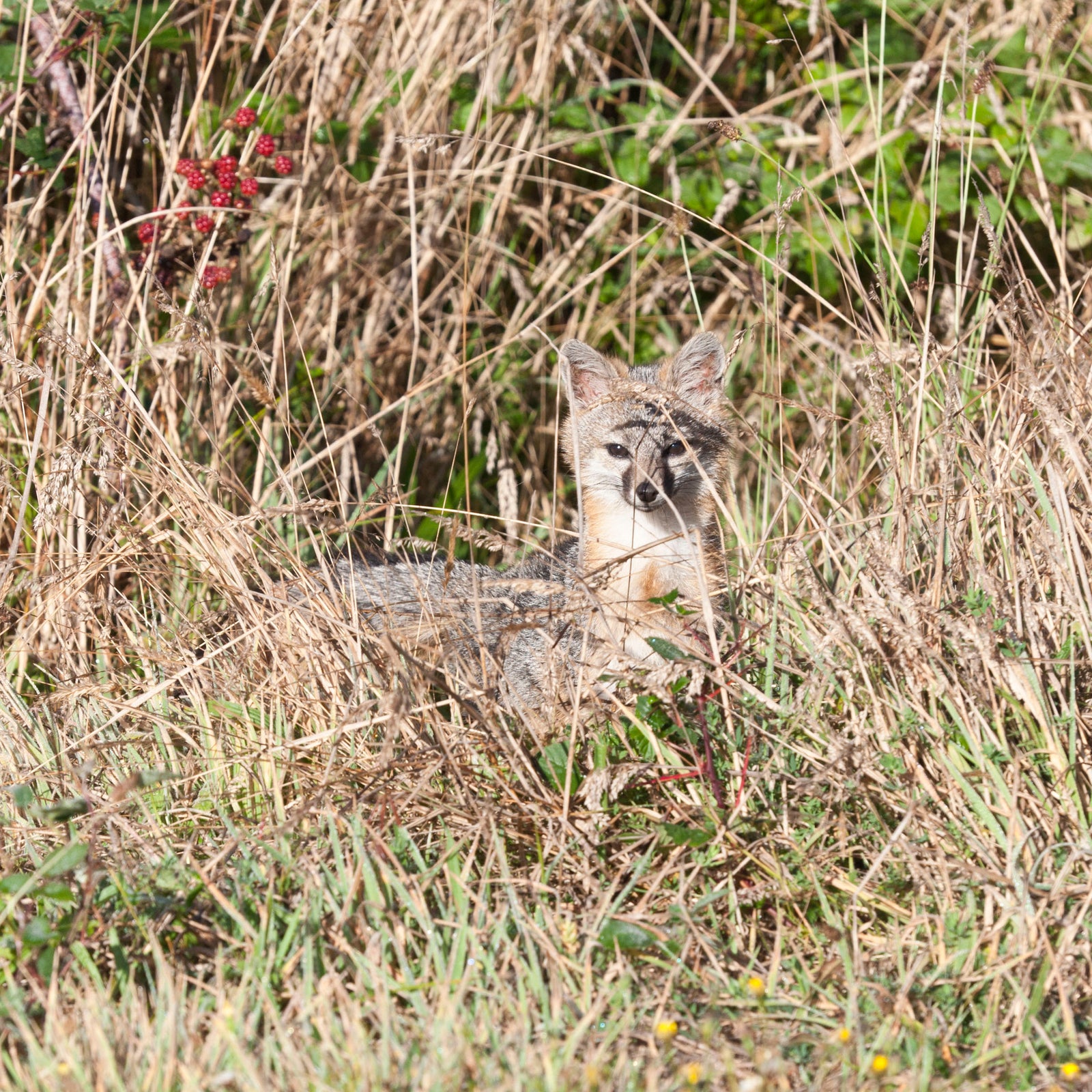 <I>California Grey Fox</I><br>Mendocino Coast, California, 2010<br><br>GC0410