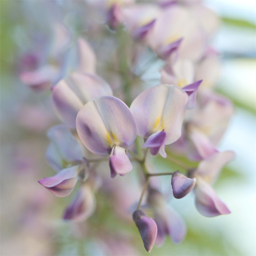 <i>Pink Wisteria</i><br>Mendocino, California, 2016<br><br>GC0412