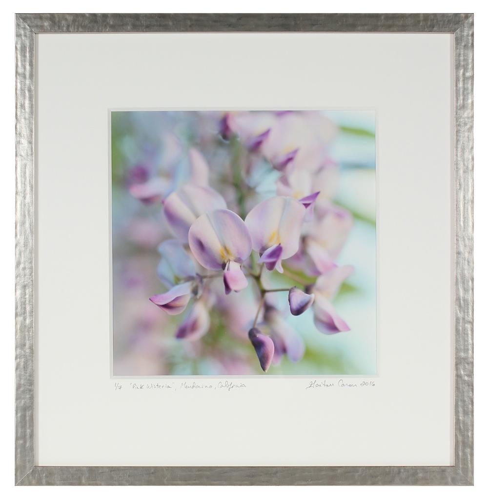 <i>Pink Wisteria</i><br>Mendocino, California, 2016<br><br>GC0412