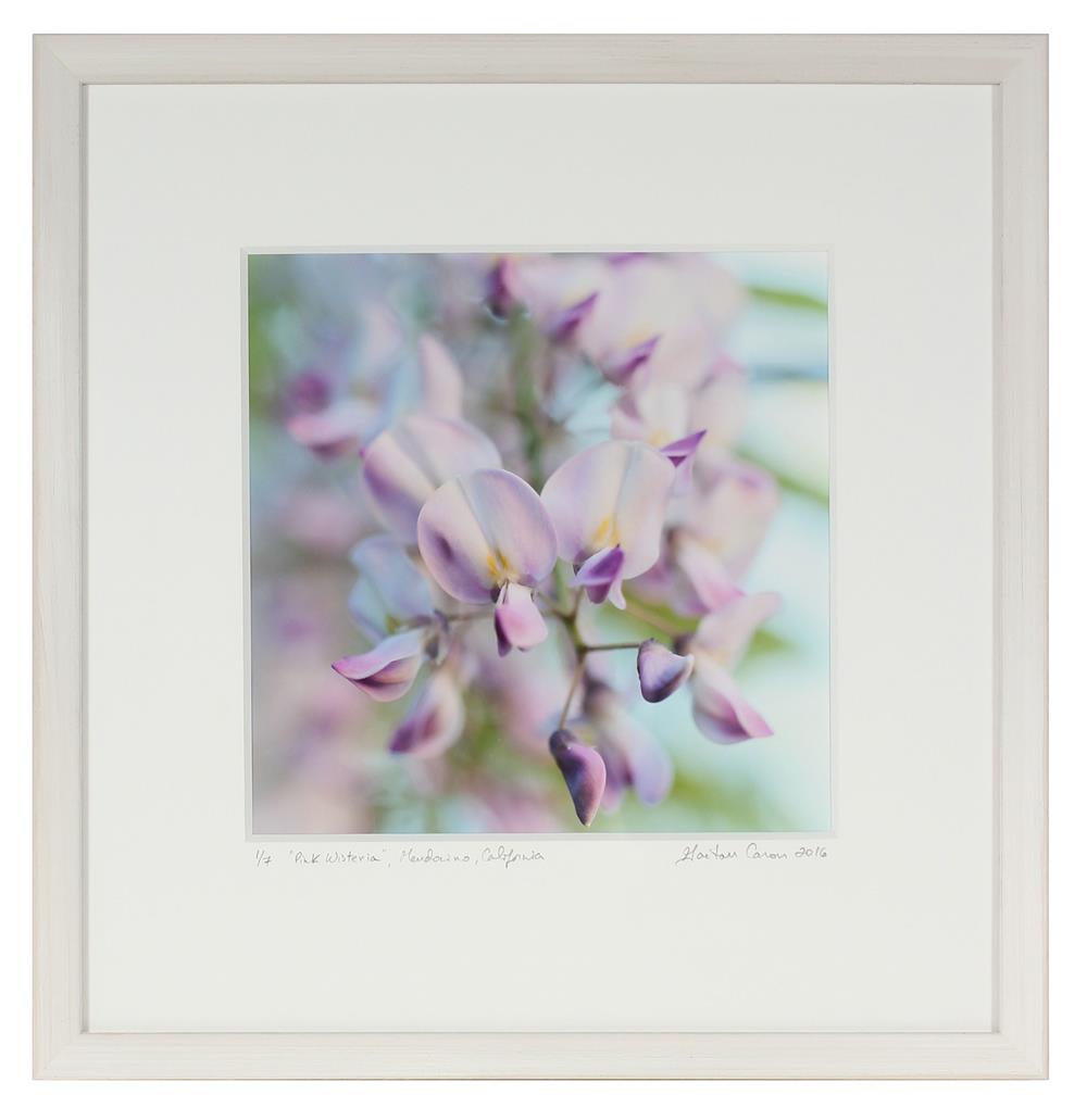<i>Pink Wisteria</i><br>Mendocino, California, 2016<br><br>GC0412