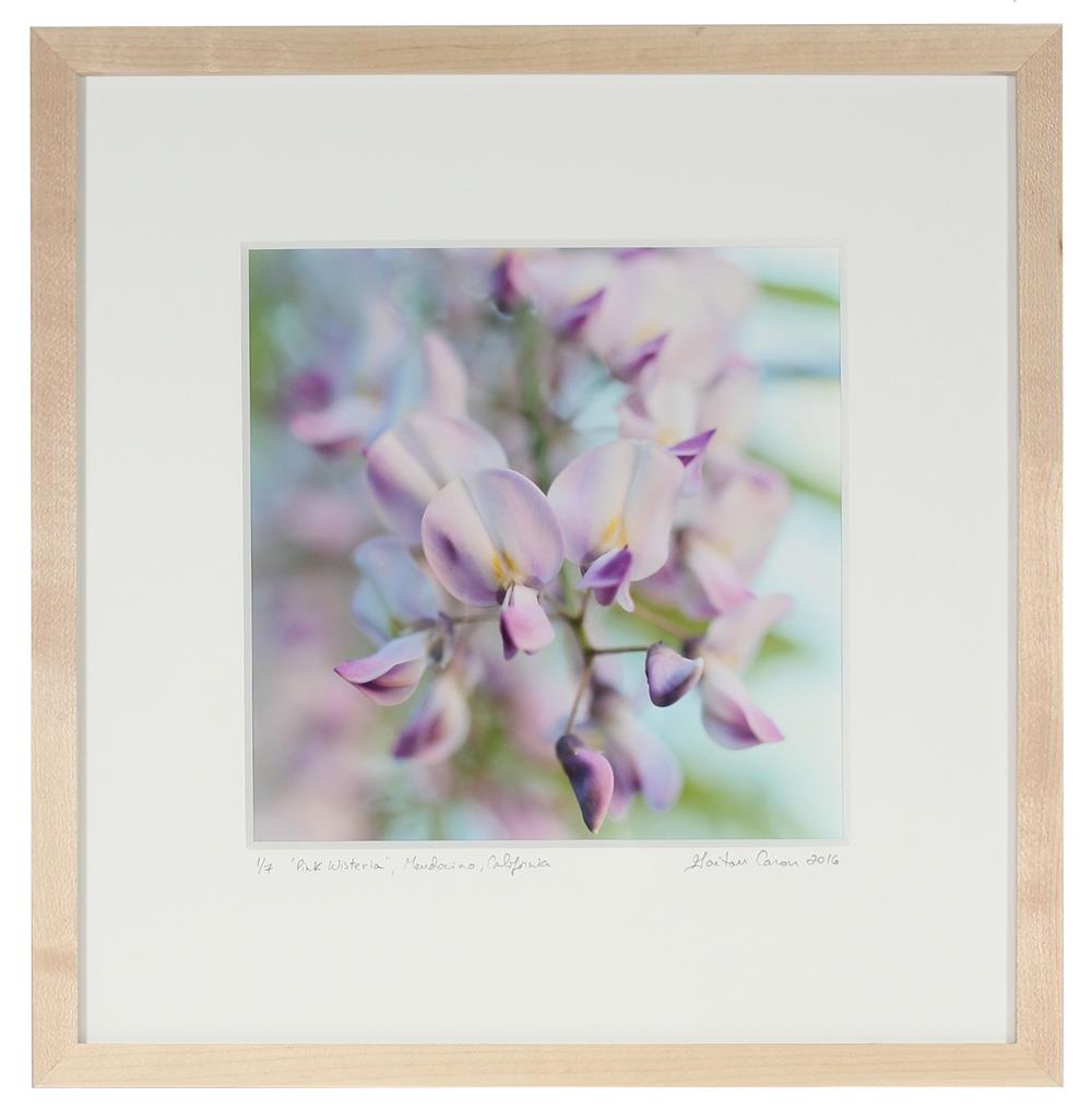 <i>Pink Wisteria</i><br>Mendocino, California, 2016<br><br>GC0412