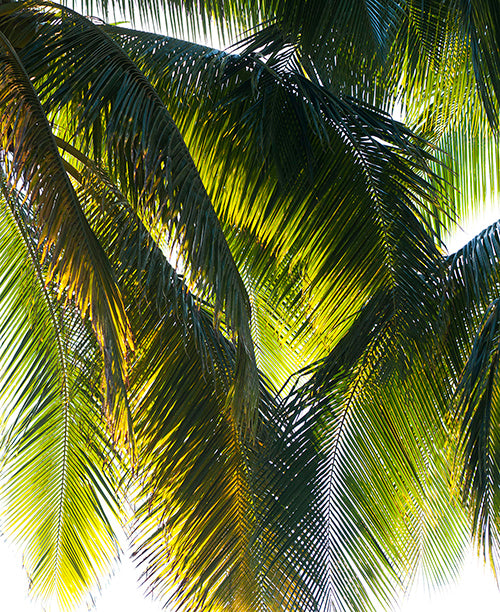 <I>Parasol</I><br>The Big Island, Puna District, Hawaii, 2017<br><br>GC0414