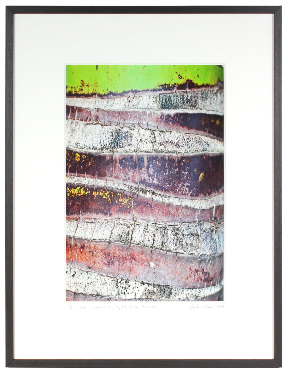 <I>Coco</I><br>The Big Island, Puna District, Hawaii, 2017<br><br>GC0415