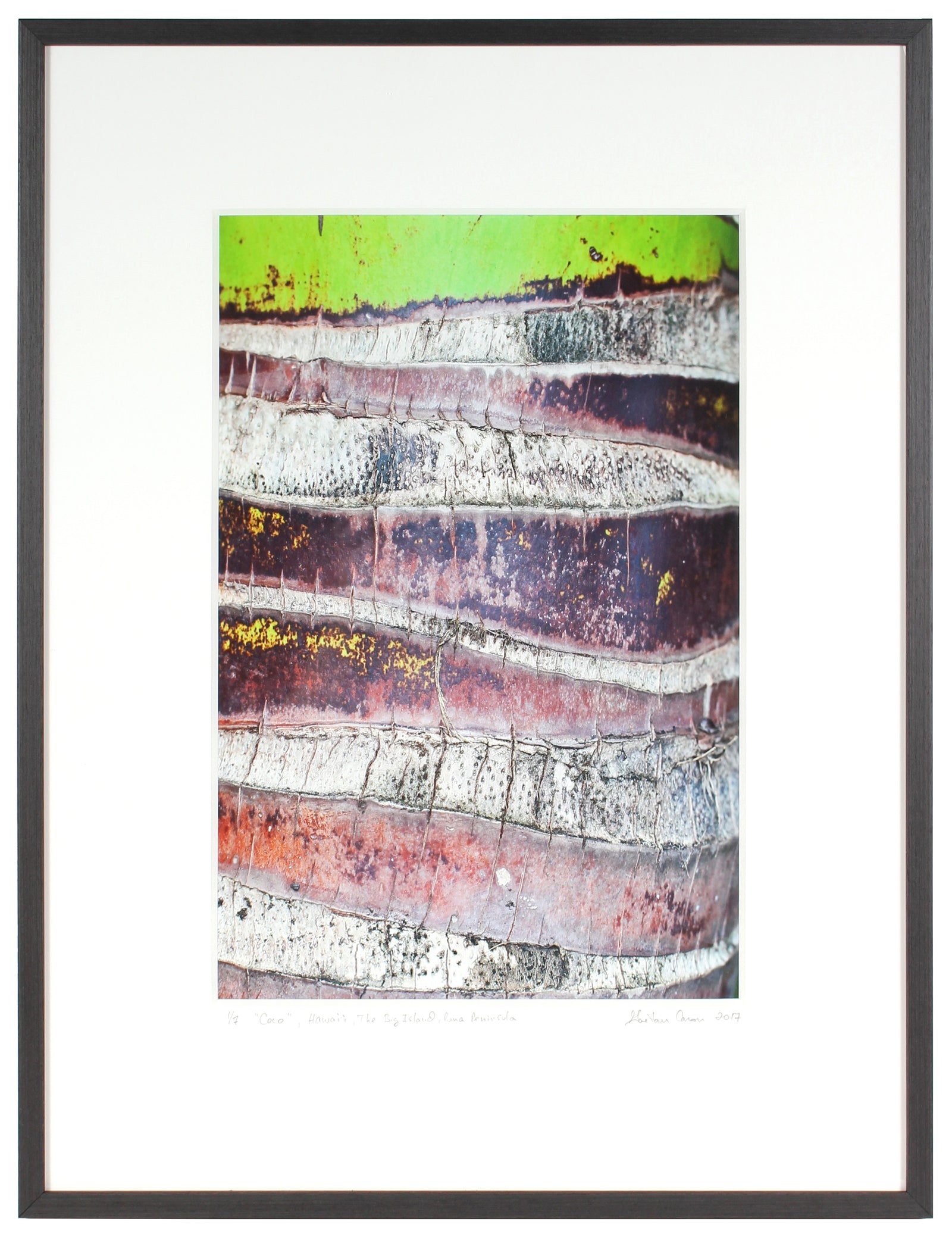 <I>Coco</I><br>The Big Island, Puna District, Hawaii, 2017<br><br>GC0415