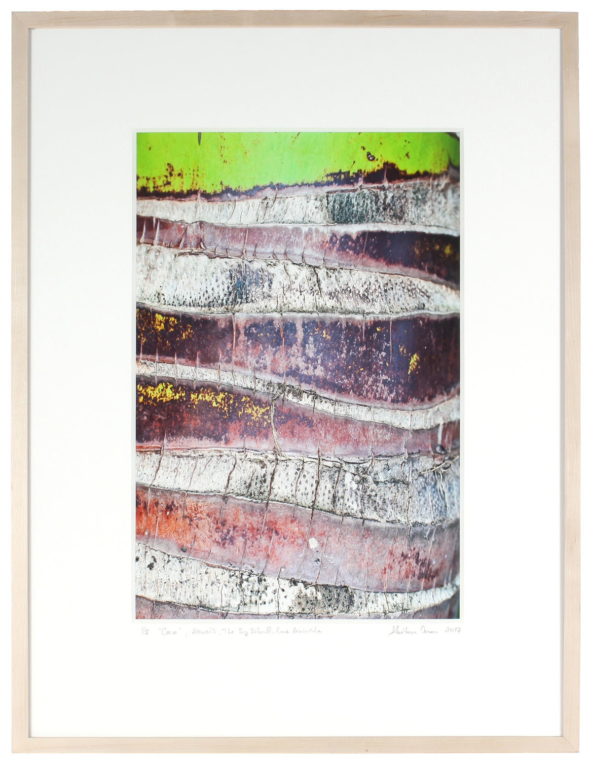 <I>Coco</I><br>The Big Island, Puna District, Hawaii, 2017<br><br>GC0415