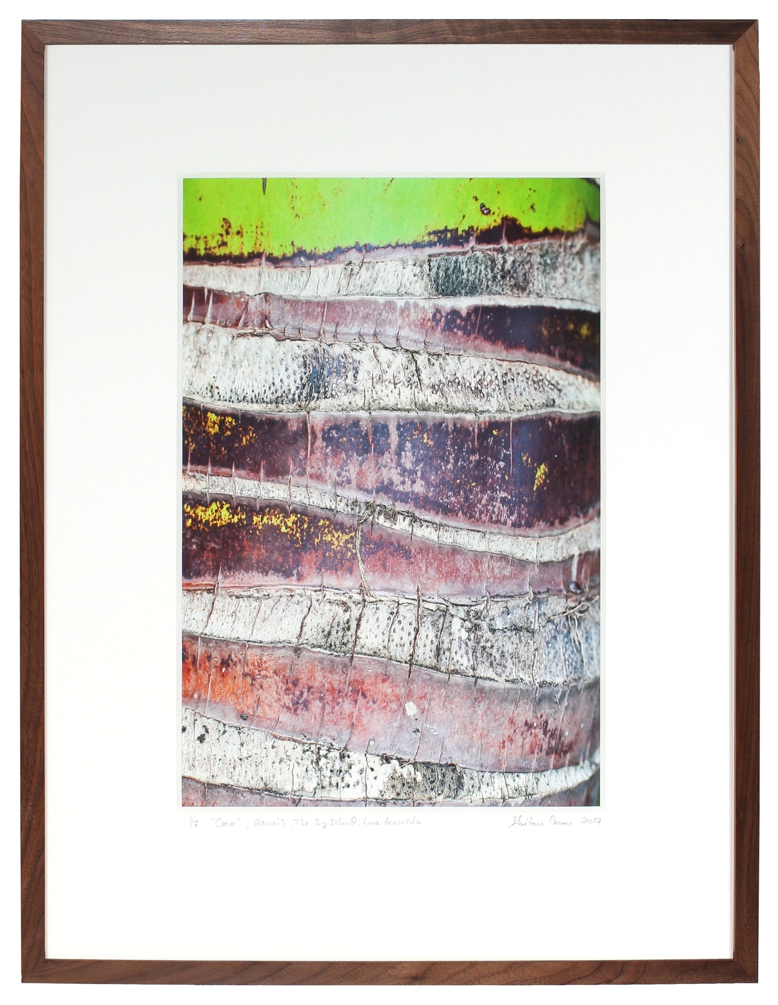 <I>Coco</I><br>The Big Island, Puna District, Hawaii, 2017<br><br>GC0415