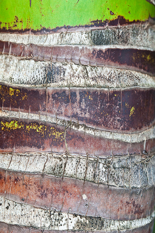 <I>Coco</I><br>The Big Island, Puna District, Hawaii, 2017<br><br>GC0415