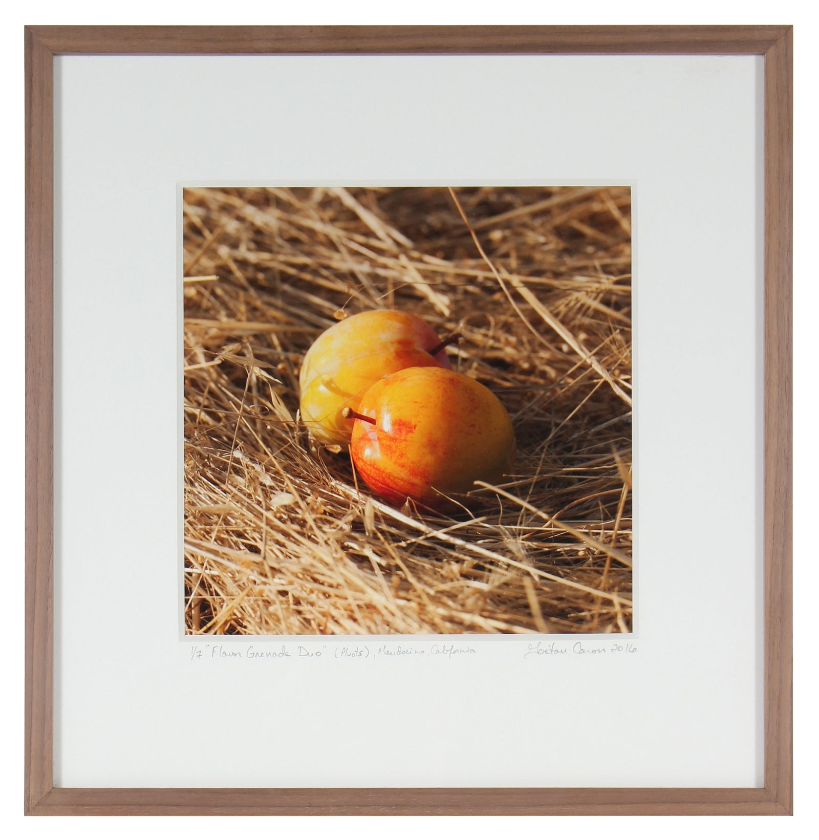 <I>Flavor Grenade Duo (Pluots)</I><br>Mendocino, California, 2016<br><br>GC0416