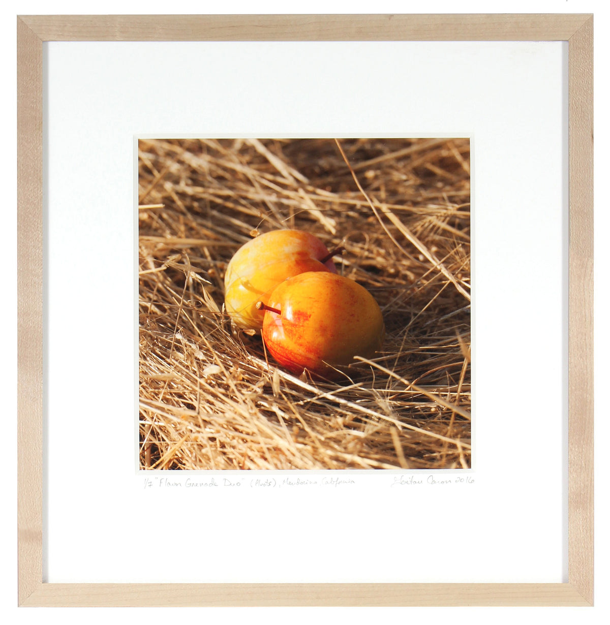 <I>Flavor Grenade Duo (Pluots)</I><br>Mendocino, California, 2016<br><br>GC0416