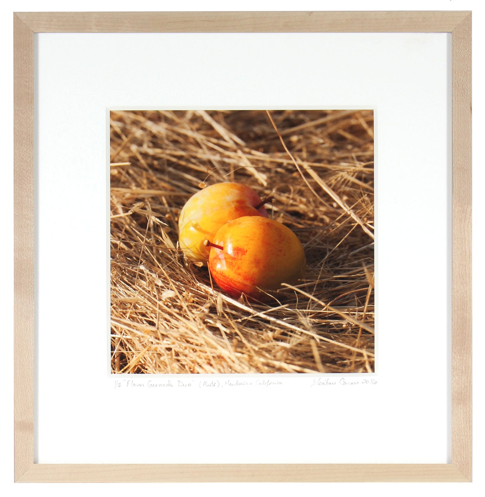 <I>Flavor Grenade Duo (Pluots)</I><br>Mendocino, California, 2016<br><br>GC0416