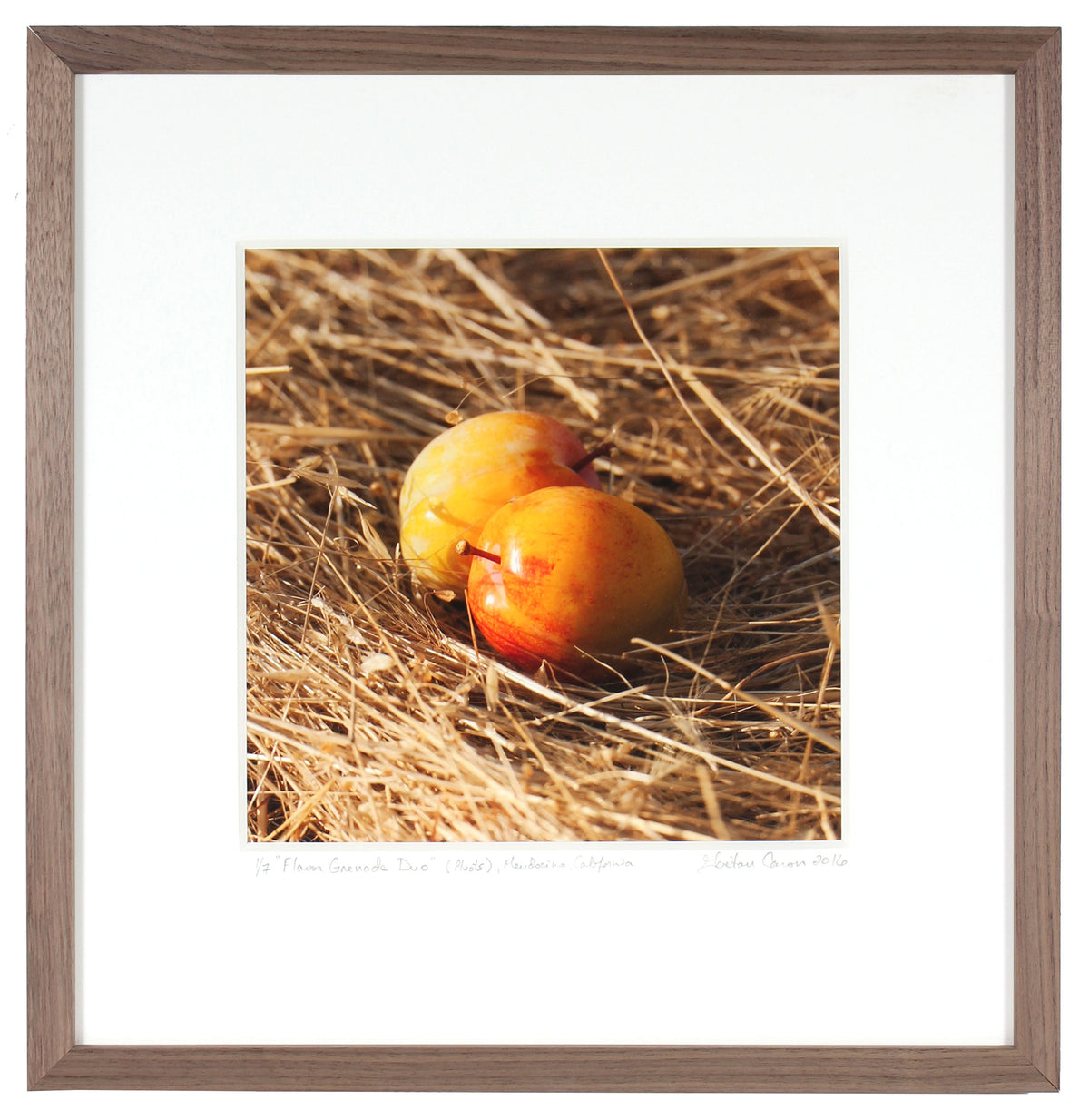 <I>Flavor Grenade Duo (Pluots)</I><br>Mendocino, California, 2016<br><br>GC0416