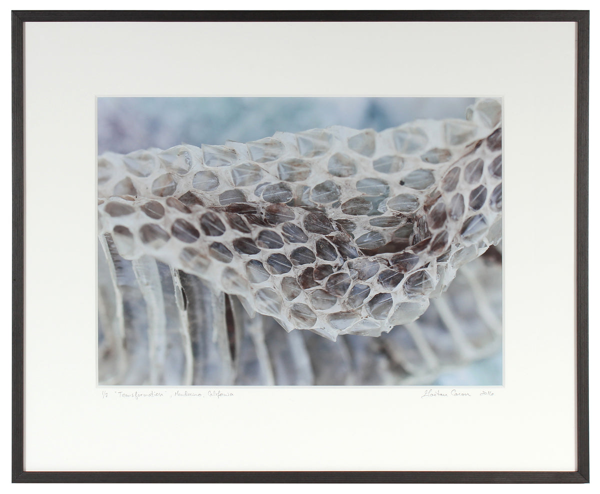 <I>Transformation</I><br>Mendocino, California, 2016<br><br>GC0417