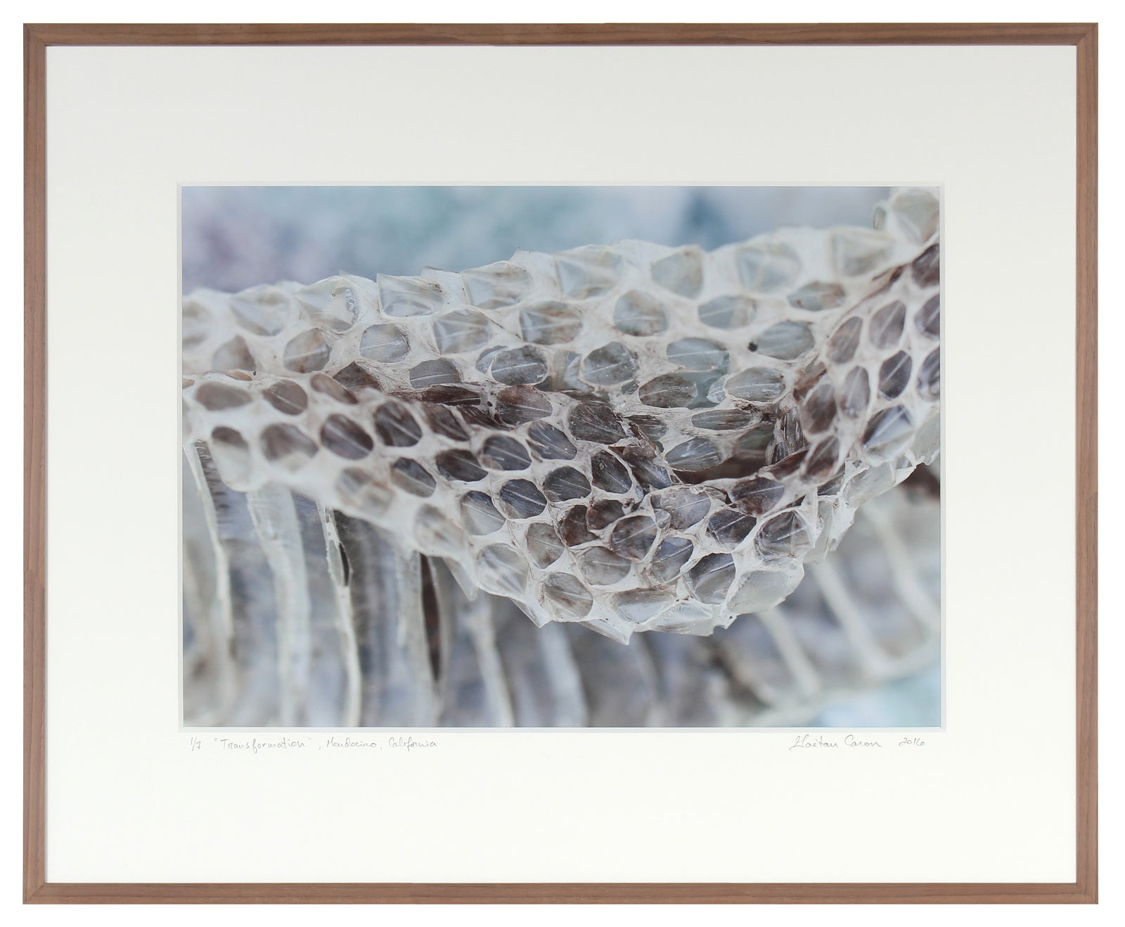 <I>Transformation</I><br>Mendocino, California, 2016<br><br>GC0417