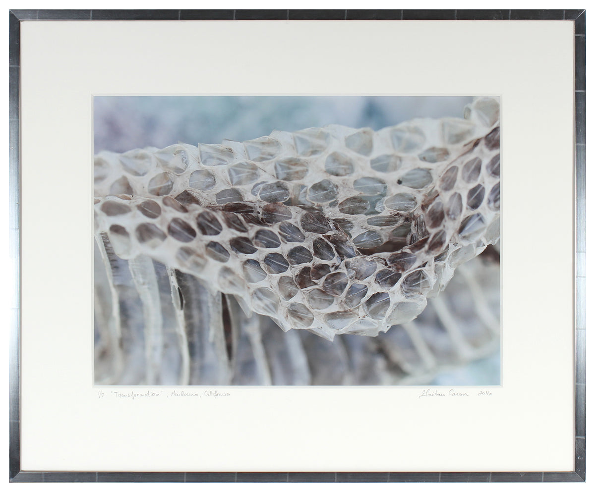 <I>Transformation</I><br>Mendocino, California, 2016<br><br>GC0417