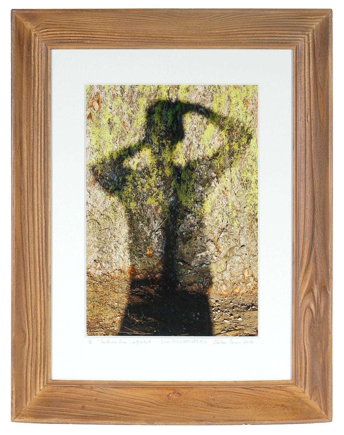 &lt;I&gt;Ponderosa Pine, Self-Portrait&lt;/I&gt;&lt;br&gt;Manzanita Lake, Lassen Volcanic National Park, California, 2016&lt;br&gt;&lt;br&gt;#GC0420_A