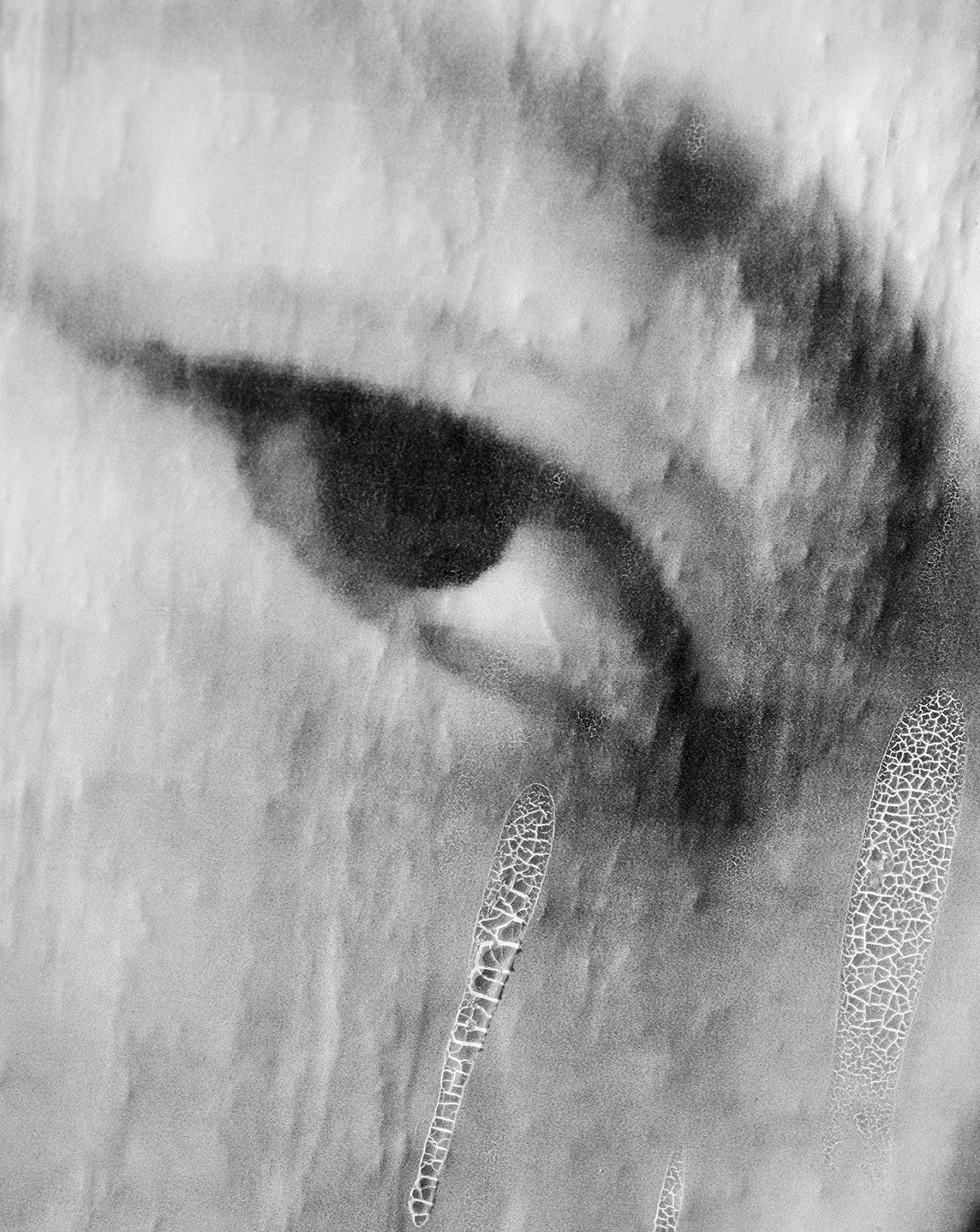 <i>Étoile de la mer</i><br> Louvre, Paris, France <br><br>GC0433