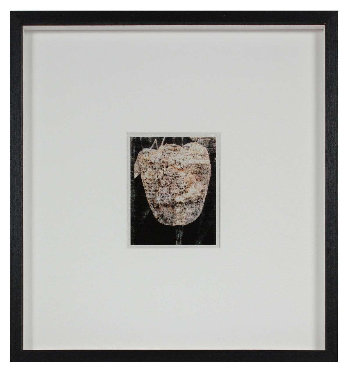 <i>Tulipe du 7 mai</i> <br>Mendocino, California <br><br>GC0435