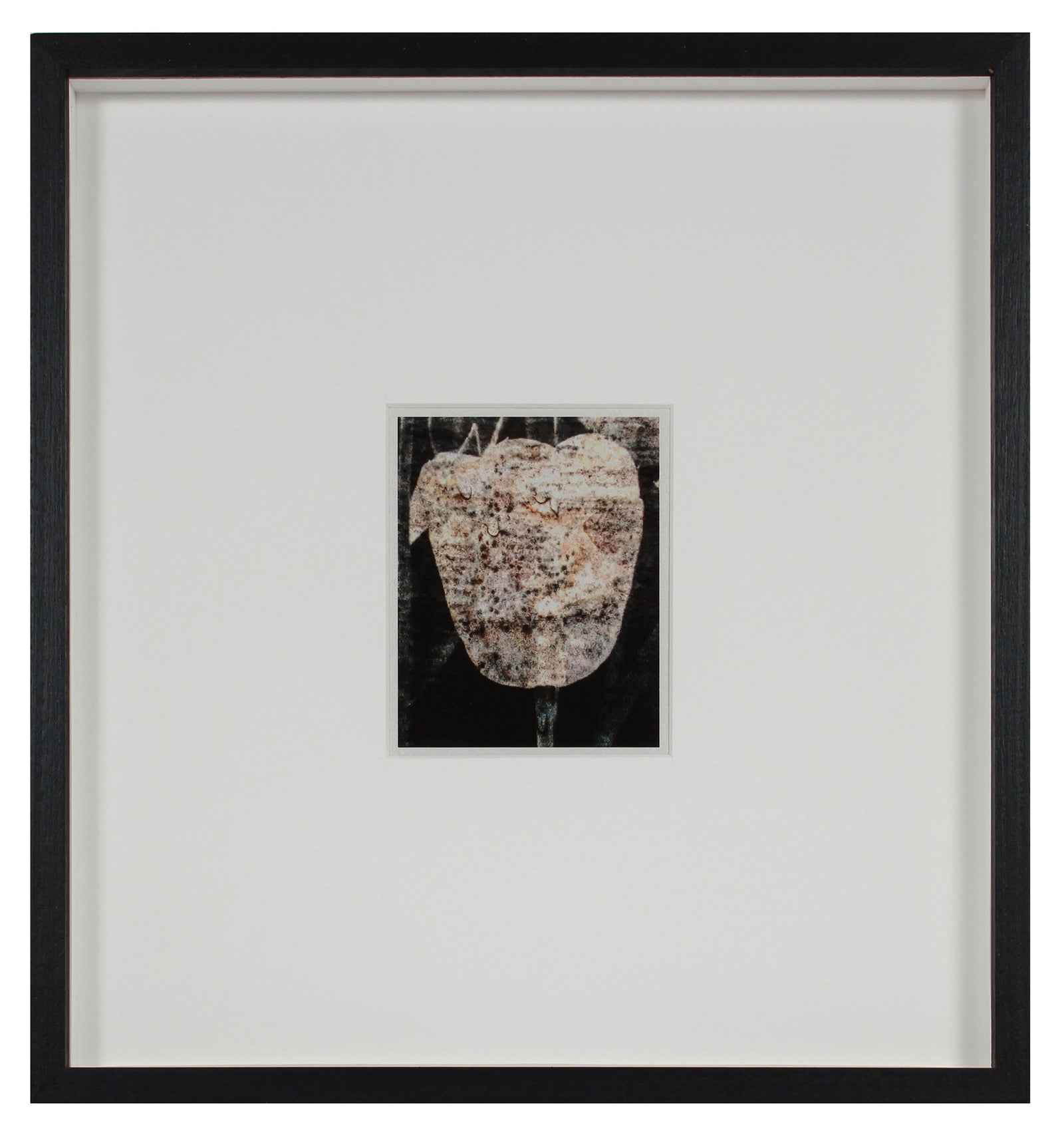 <i>Tulipe du 7 mai</i> <br>Mendocino, California <br><br>GC0435