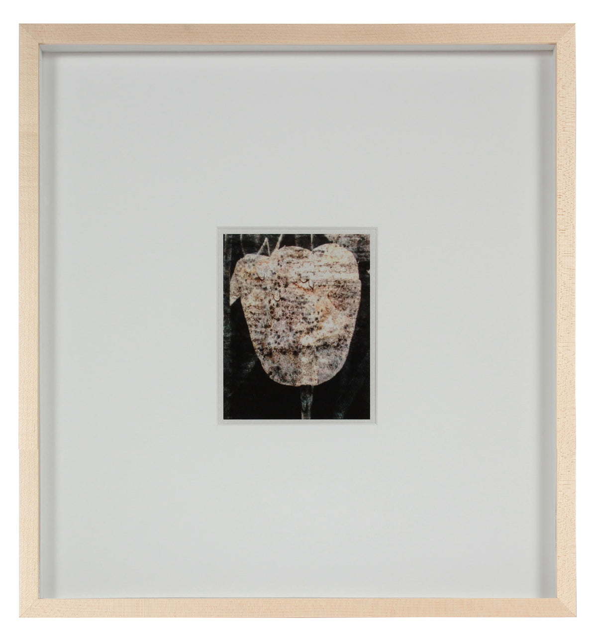 <i>Tulipe du 7 mai</i> <br>Mendocino, California <br><br>GC0435