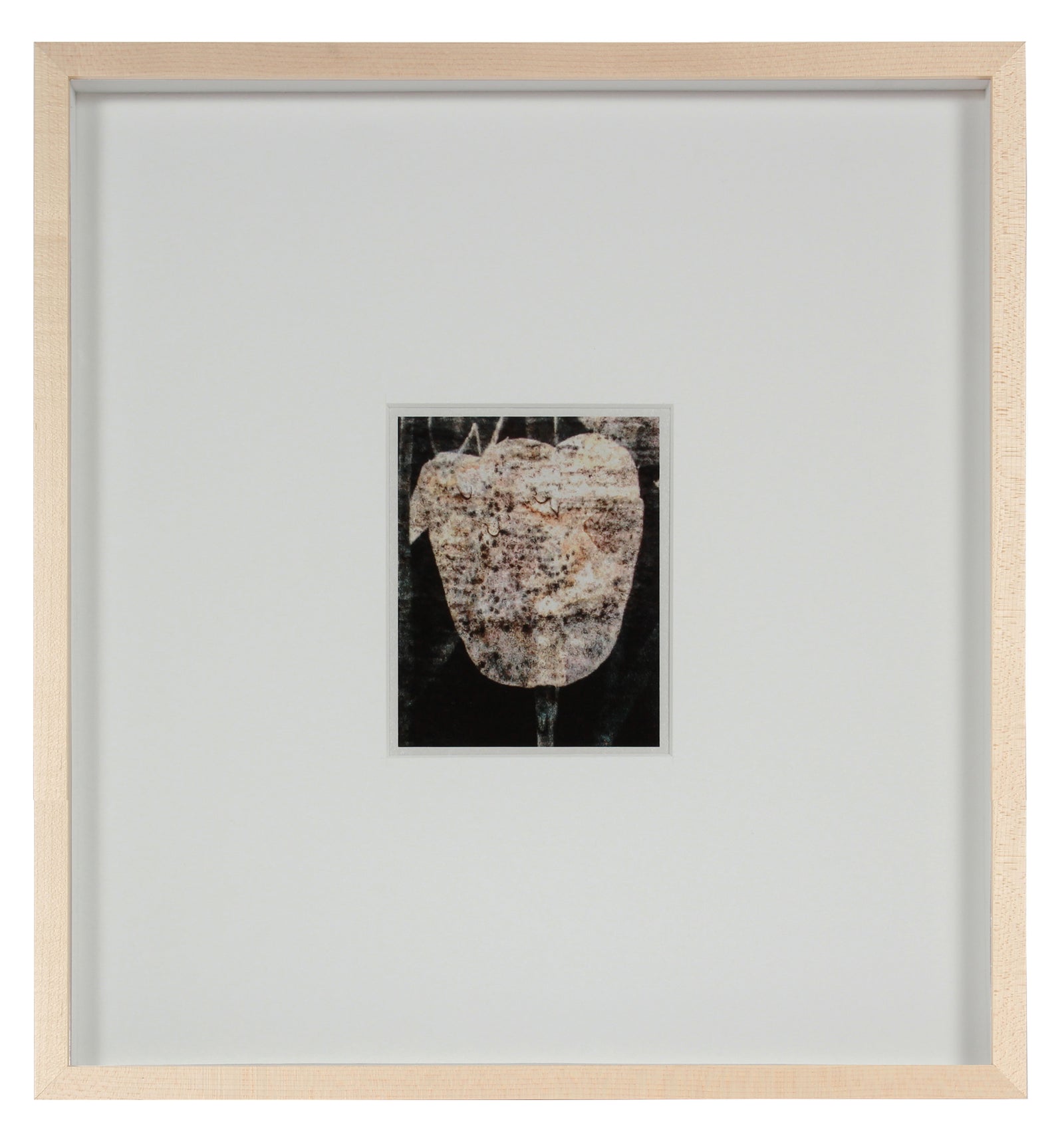 <i>Tulipe du 7 mai</i> <br>Mendocino, California <br><br>GC0435