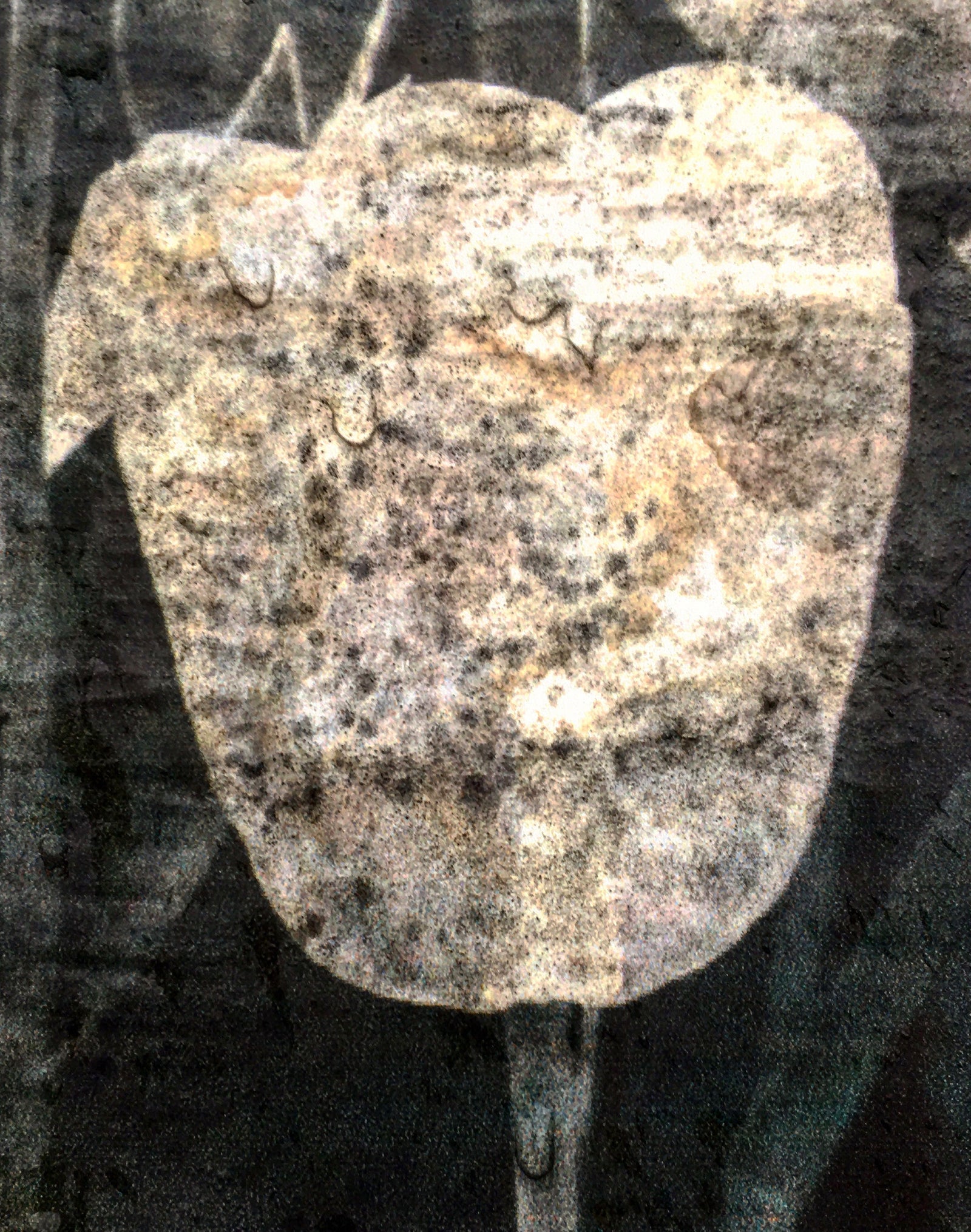 <i>Tulipe du 7 mai</i> <br>Mendocino, California <br><br>GC0435