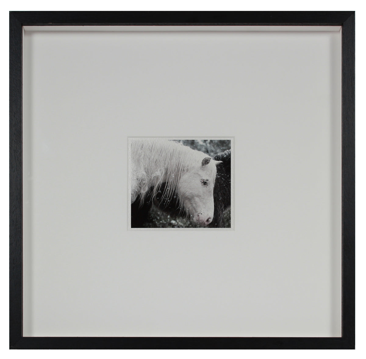 <i>Mare & Colt</i> <br>Mendocino, California <br><br>GC0443