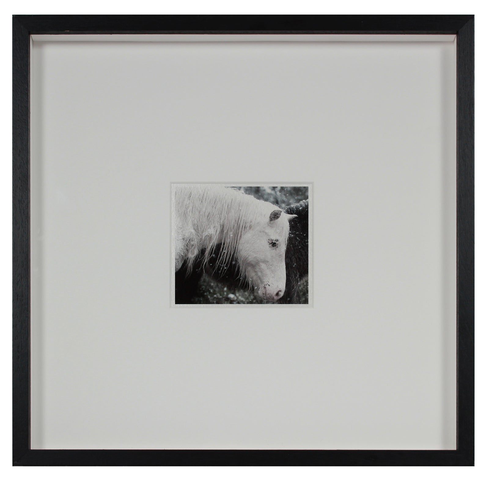 <i>Mare & Colt</i> <br>Mendocino, California <br><br>GC0443