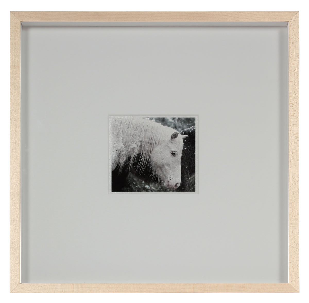 <i>Mare & Colt</i> <br>Mendocino, California <br><br>GC0443