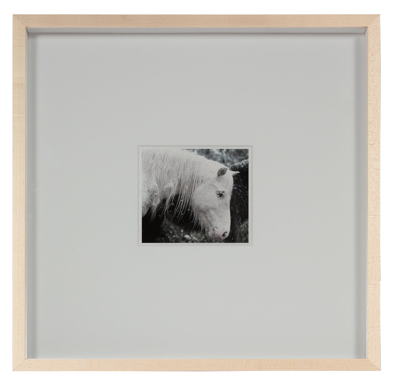 <i>Mare & Colt</i> <br>Mendocino, California <br><br>GC0443