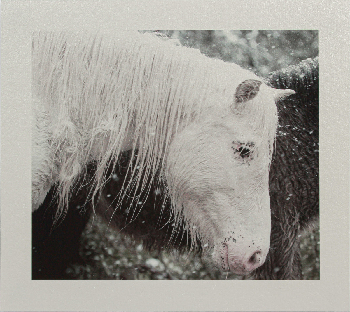 <i>Mare & Colt</i> <br>Mendocino, California <br><br>GC0443