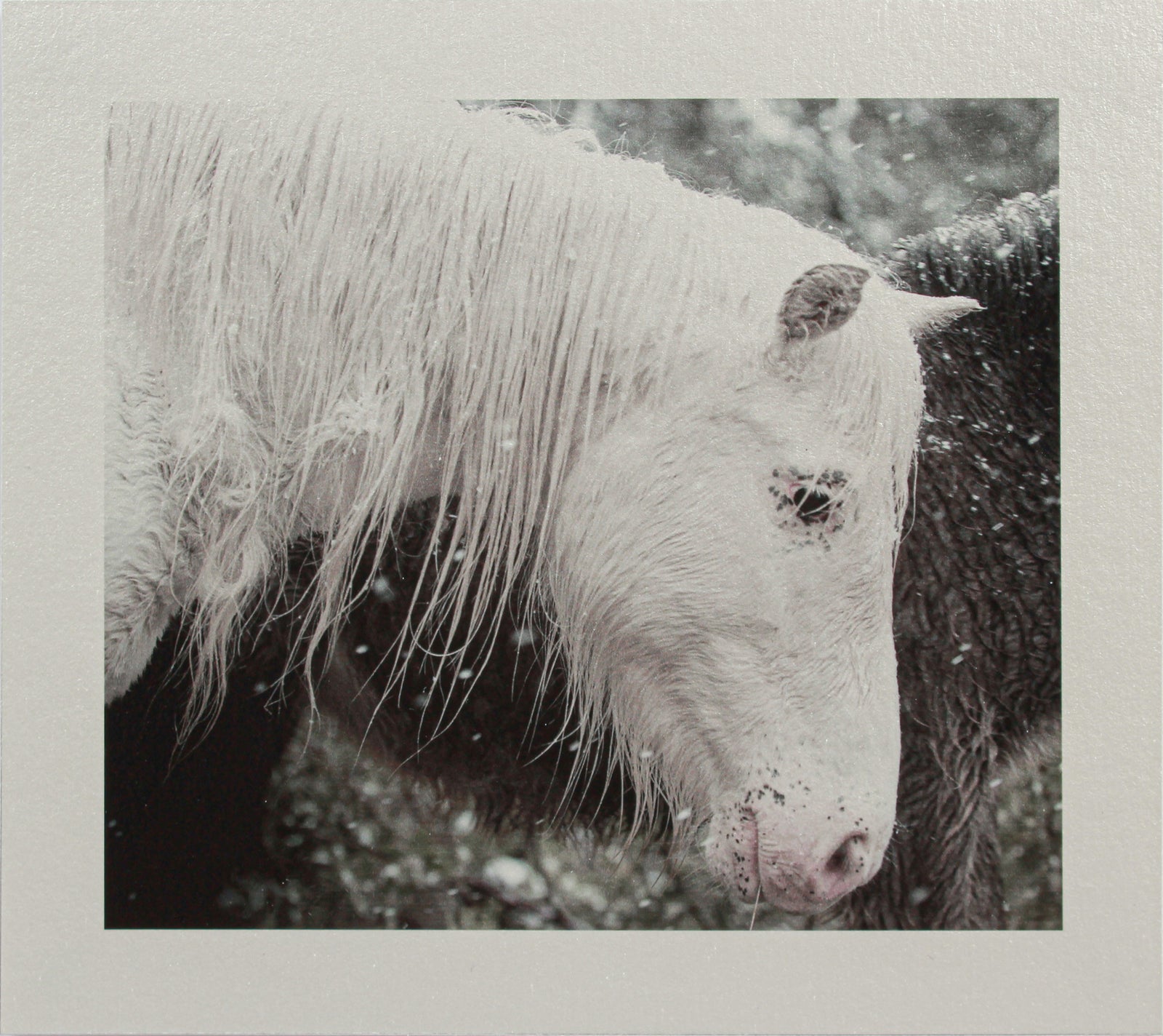 <i>Mare & Colt</i> <br>Mendocino, California <br><br>GC0443