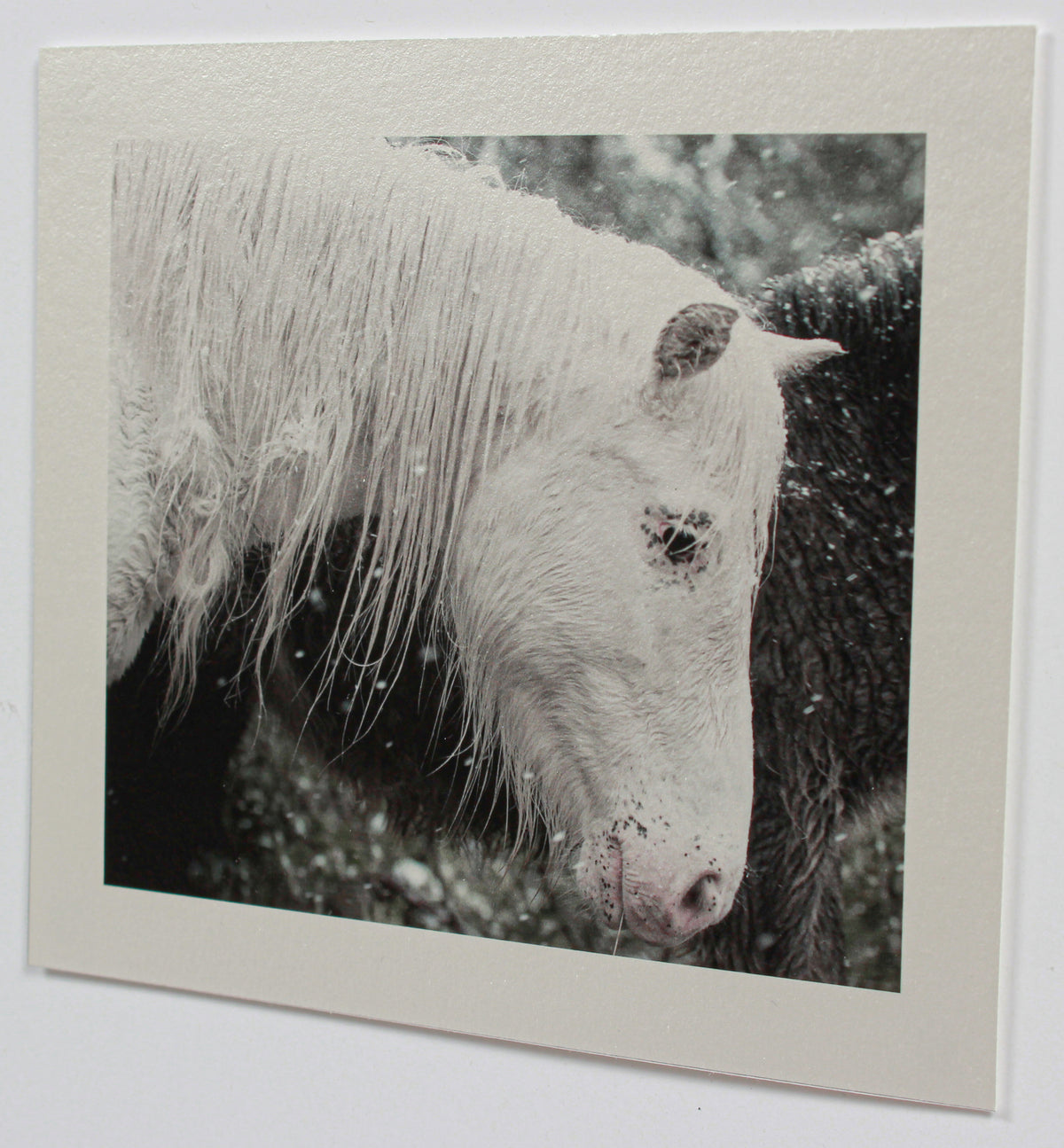 <i>Mare & Colt</i> <br>Mendocino, California <br><br>GC0443