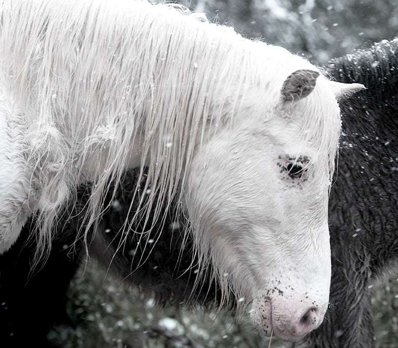 <i>Mare & Colt</i> <br>Mendocino, California <br><br>GC0443