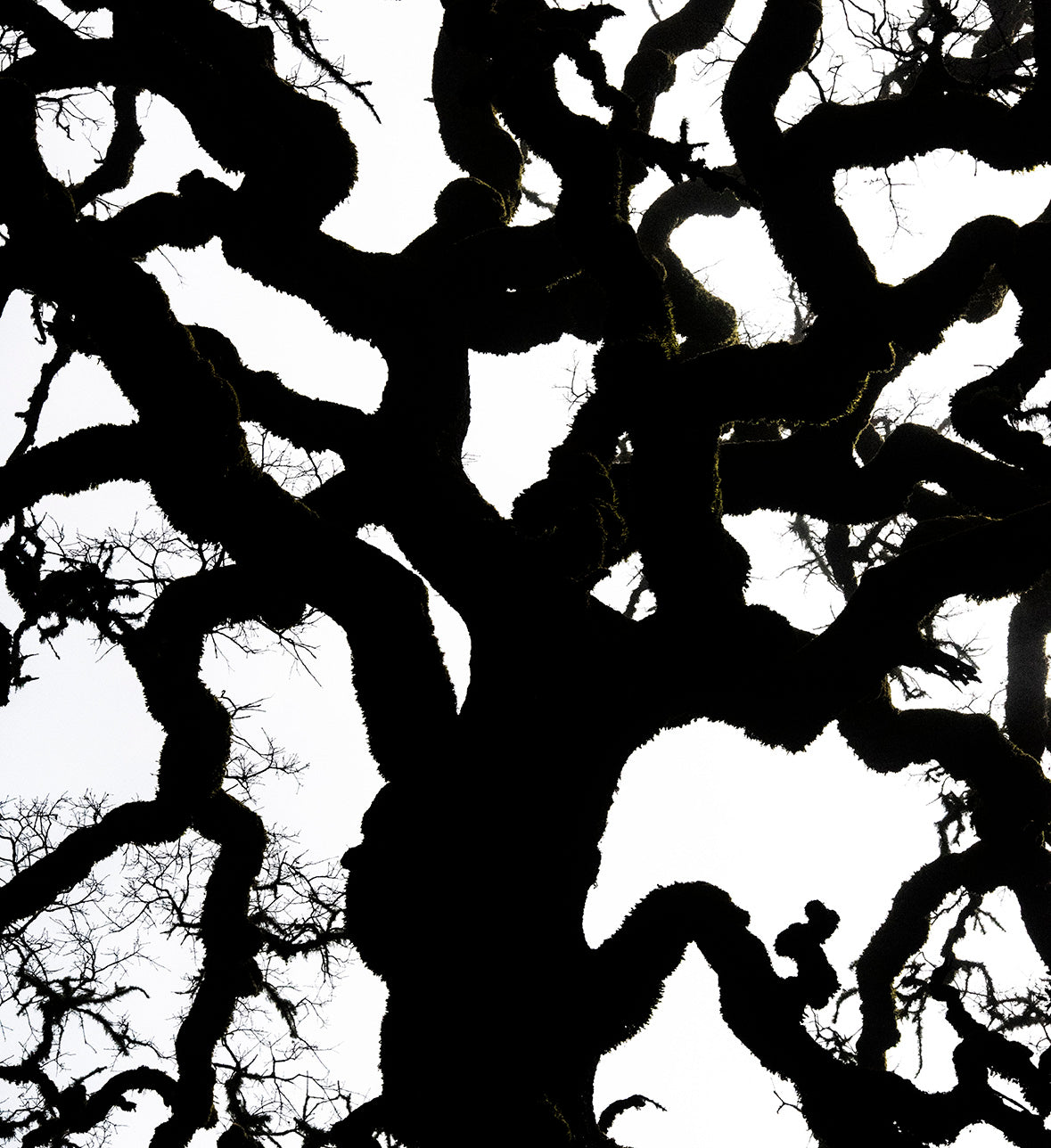 <i>Blue Oak</i> <br>Mendocino, California <br><br>GC0453