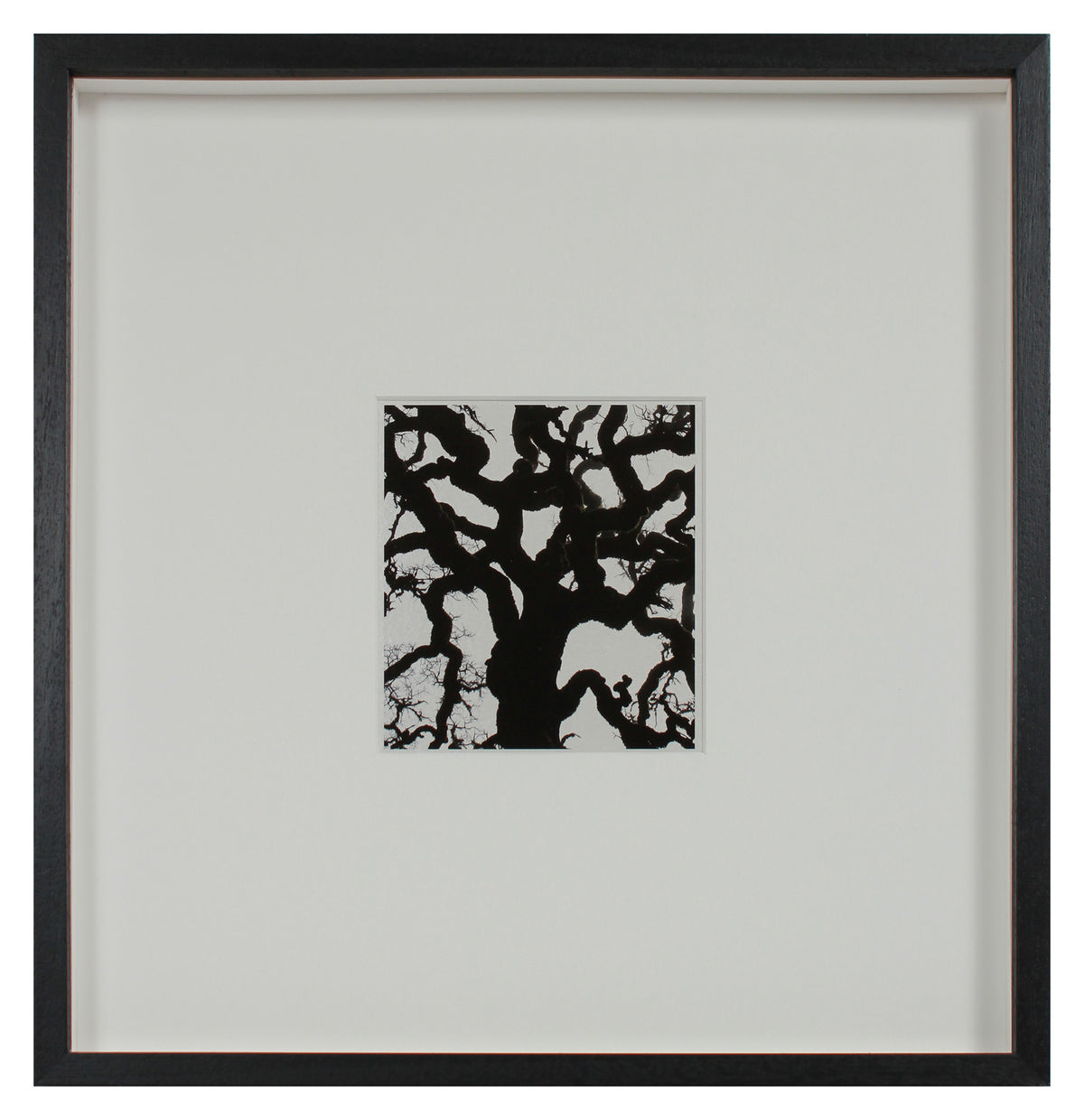 <i>Blue Oak</i> <br>Mendocino, California <br><br>GC0453