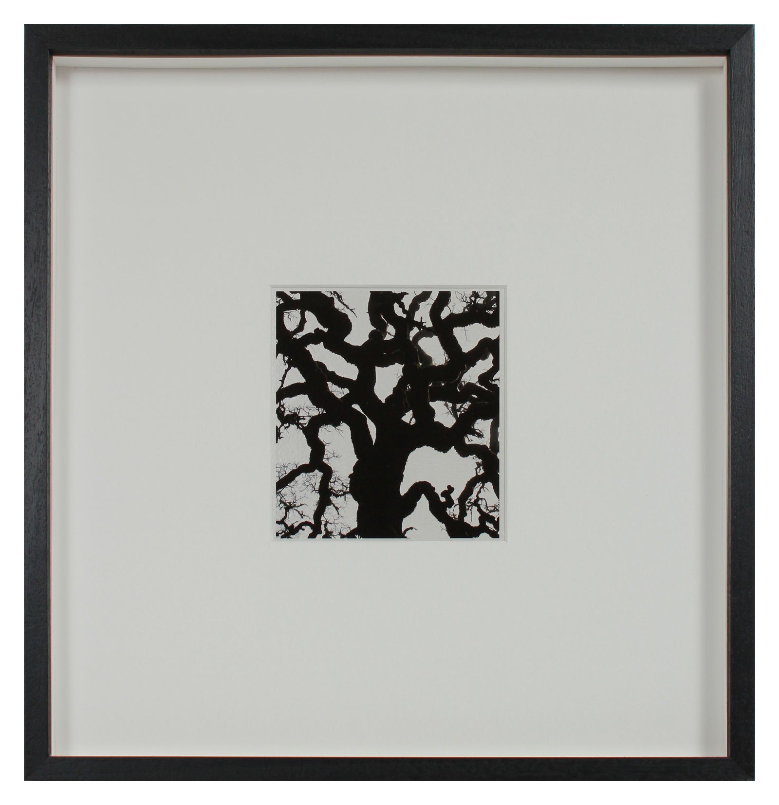 <i>Blue Oak</i> <br>Mendocino, California <br><br>GC0453