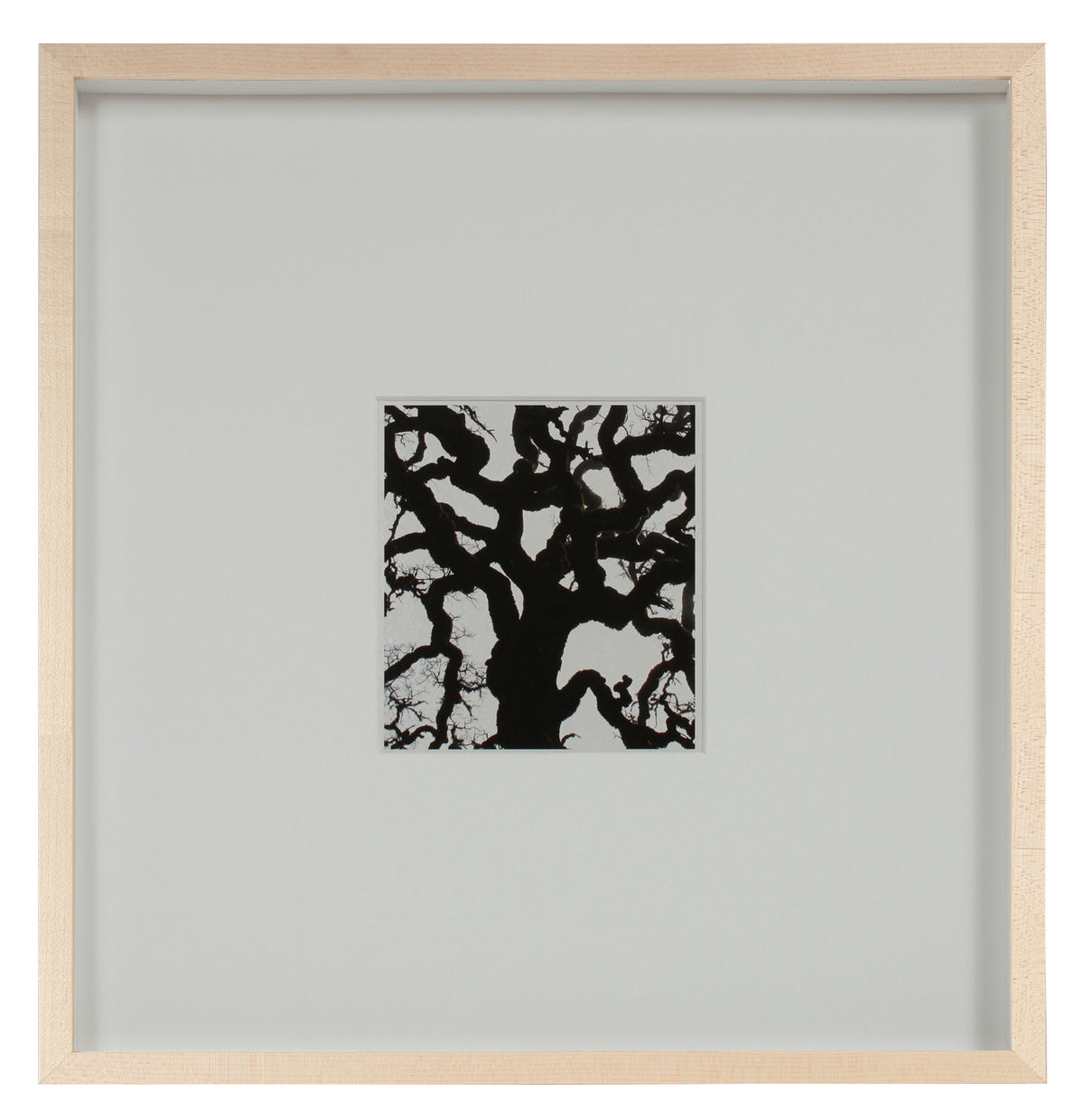 <i>Blue Oak</i> <br>Mendocino, California <br><br>GC0453