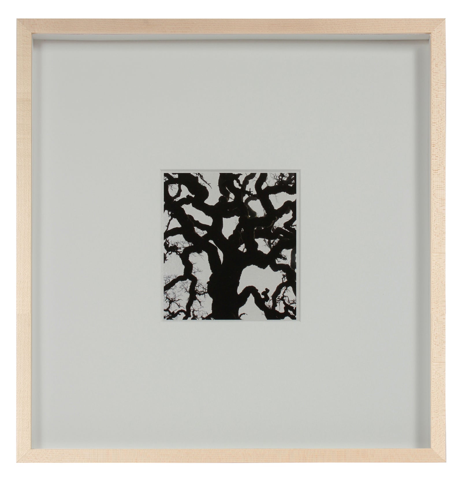 <i>Blue Oak</i> <br>Mendocino, California <br><br>GC0453